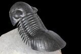 Paralejurus Trilobite Fossil - Spectacular Preparation #164505-4
